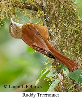 Ruddy Treerunner - © Laura L Fellows and Exotic Birding LLC