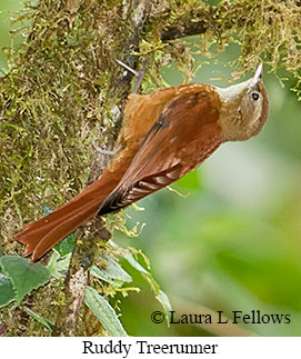 Ruddy Treerunner - © Laura L Fellows and Exotic Birding LLC