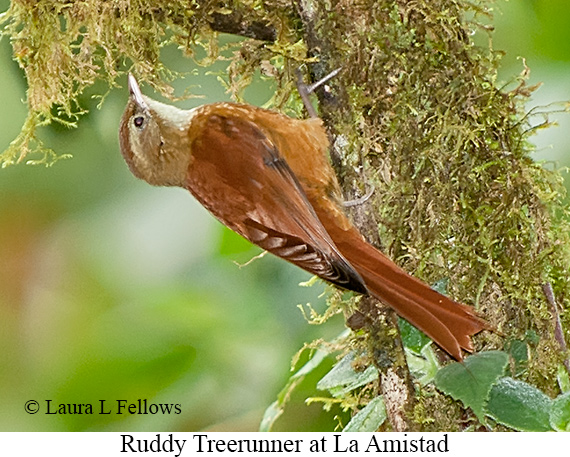 Ruddy Treerunner - © Laura L Fellows and Exotic Birding LLC