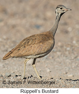 Rueppell's Bustard - © James F Wittenberger and Exotic Birding LLC