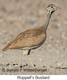 Rueppell's Bustard - © James F Wittenberger and Exotic Birding LLC Rueppell's Bustard - © James F Wittenberger and Exotic Birding LLC