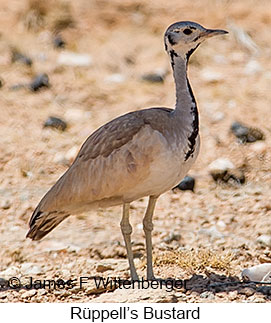 Rueppell's Bustard - © James F Wittenberger and Exotic Birding LLC