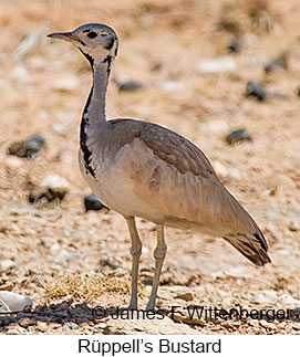 Rueppell's Bustard - © James F Wittenberger and Exotic Birding LLC