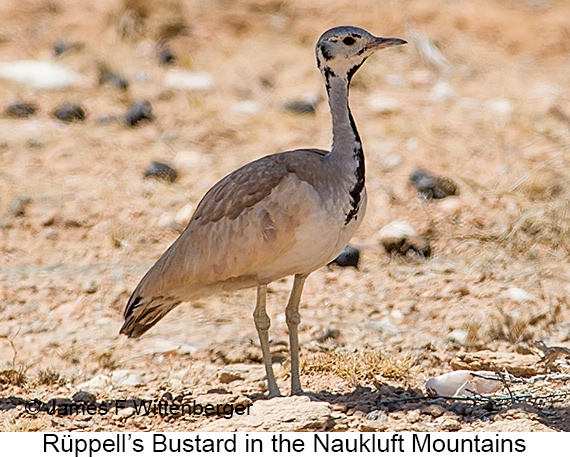 Rueppell's Bustard - © James F Wittenberger and Exotic Birding LLC