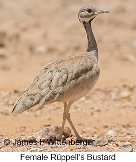 Rueppell's Bustard - © James F Wittenberger and Exotic Birding LLC