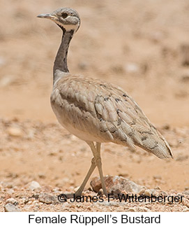 Rueppell's Bustard - © James F Wittenberger and Exotic Birding LLC