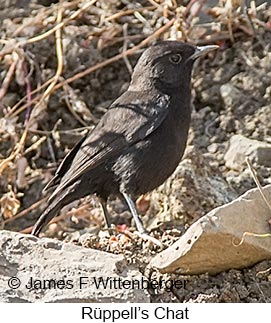 Rueppell's Chat - © James F Wittenberger and Exotic Birding LLC Rueppell's Chat - © James F Wittenberger and Exotic Birding LLC