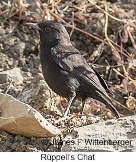 Rueppell's Chat - © James F Wittenberger and Exotic Birding LLC