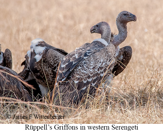 Rueppell's Griffon - © James F Wittenberger and Exotic Birding LLC