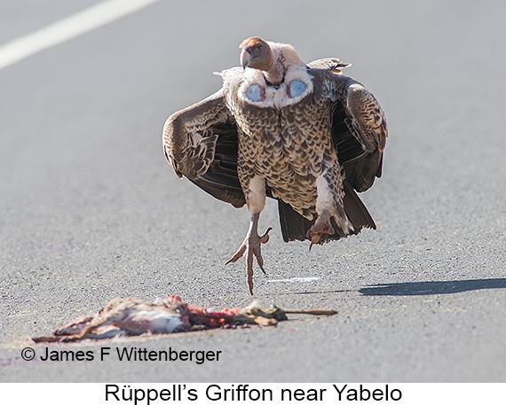 Rueppell's Griffon - © James F Wittenberger and Exotic Birding LLC