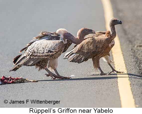 Rueppell's Griffon - © James F Wittenberger and Exotic Birding LLC