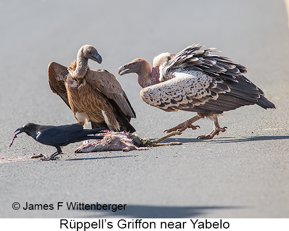 Rueppell's Griffon - © James F Wittenberger and Exotic Birding LLC