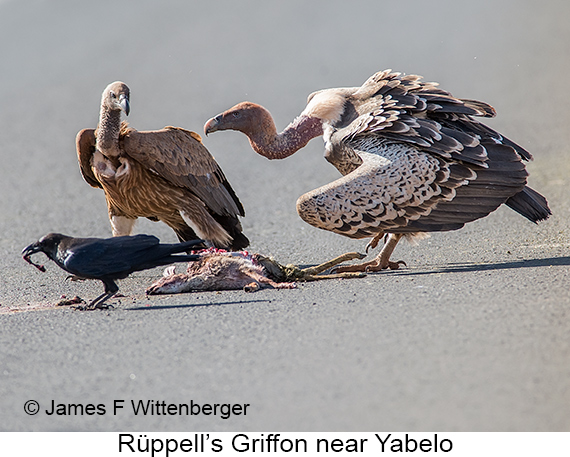 Rueppell's Griffon - © James F Wittenberger and Exotic Birding LLC