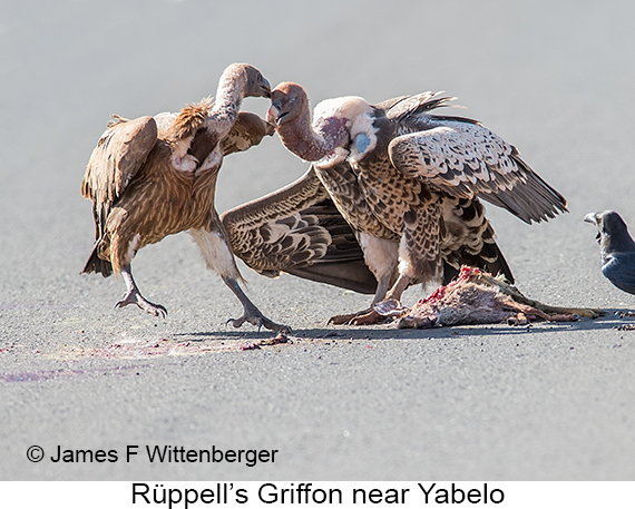 Rueppell's Griffon - © James F Wittenberger and Exotic Birding LLC