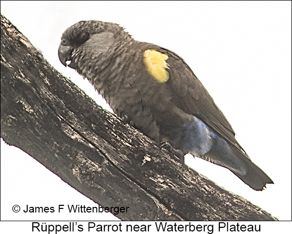 Rueppell's Parrot - © The Photographer and Exotic Birding LLC