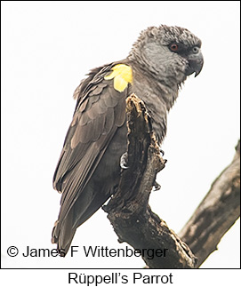 Rueppell's Parrot - © James F Wittenberger and Exotic Birding LLC