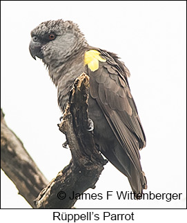 Rueppell's Parrot - © James F Wittenberger and Exotic Birding LLC