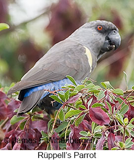 Rueppell's Parrot - © James F Wittenberger and Exotic Birding LLC