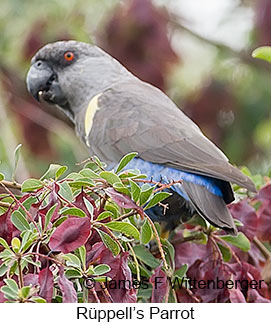 Rueppell's Parrot - © James F Wittenberger and Exotic Birding LLC