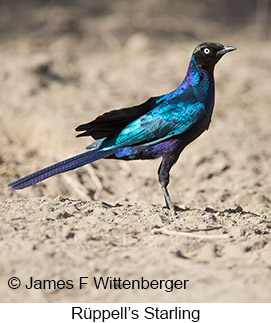Rueppell's Starling - © James F Wittenberger and Exotic Birding LLC Rueppell's Starling - © James F Wittenberger and Exotic Birding LLC