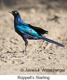 Rueppell's Starling - © James F Wittenberger and Exotic Birding LLC