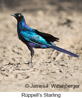 Rueppell's Starling - © James F Wittenberger and Exotic Birding LLC Rueppell's Starling - © James F Wittenberger and Exotic Birding LLC
