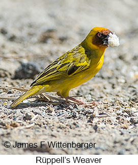 Rueppell's Weaver - © James F Wittenberger and Exotic Birding LLC Rueppell's Weaver - © James F Wittenberger and Exotic Birding LLC