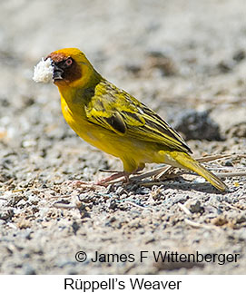 Rueppell's Weaver - © James F Wittenberger and Exotic Birding LLC