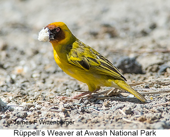 Rueppell's Weaver - © James F Wittenberger and Exotic Birding LLC