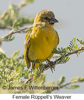 Rueppell's Weaver - © James F Wittenberger and Exotic Birding LLC