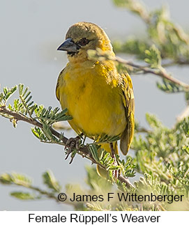 Rueppell's Weaver - © James F Wittenberger and Exotic Birding LLC Rueppell's Weaver - © James F Wittenberger and Exotic Birding LLC