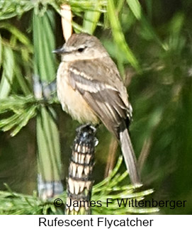 Rufescent Flycatcher - © James F Wittenberger and Exotic Birding LLC