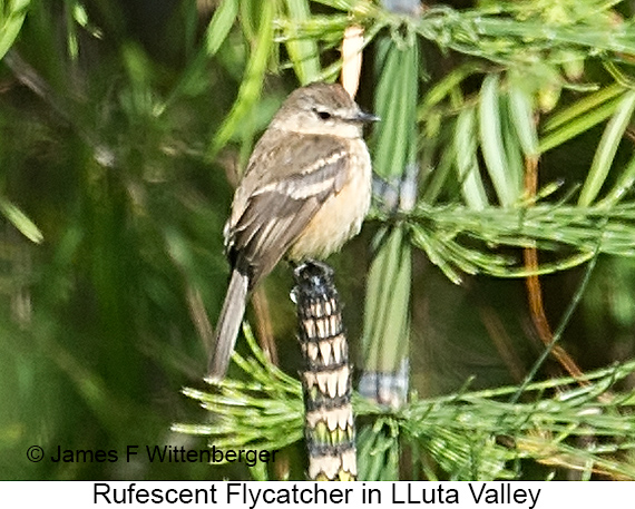 Rufescent Flycatcher - © James F Wittenberger and Exotic Birding LLC Rufescent Flycatcher - © James F Wittenberger and Exotic Birding LLC