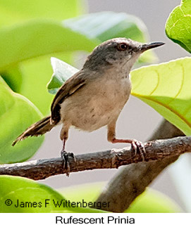 Rufescent Prinia - © James F Wittenberger and Exotic Birding LLC