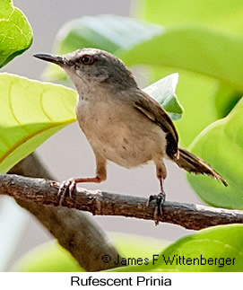 Rufescent Prinia - © James F Wittenberger and Exotic Birding LLC