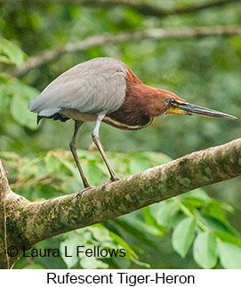 Rufescent Tiger-Heron - © Laura L Fellows and Exotic Birding LLC