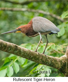 Rufescent Tiger-Heron - © Laura L Fellows and Exotic Birding LLC