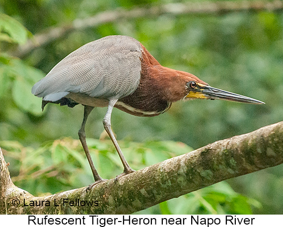 Rufescent Tiger-Heron - © Laura L Fellows and Exotic Birding LLC Rufescent Tiger-Heron - © Laura L Fellows and Exotic Birding LLC