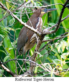 Rufescent Tiger-Heron - &copy; James F Wittenberger and Exotic Birding LLC