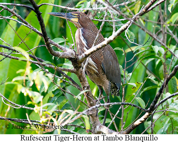 Rufescent Tiger-Heron - &copy; James F Wittenberger and Exotic Birding LLC