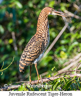 Rufescent Tiger-Heron - © James F Wittenberger and Exotic Birding LLC