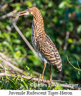 Rufescent Tiger-Heron - © James F Wittenberger and Exotic Birding LLC