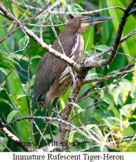 Rufescent Tiger-Heron - © James F Wittenberger and Exotic Birding LLC