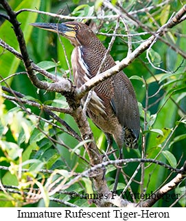 Rufescent Tiger-Heron - © James F Wittenberger and Exotic Birding LLC