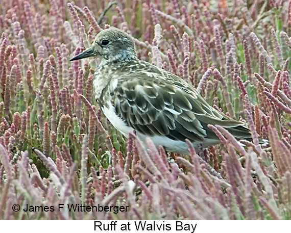 Ruff - © James F Wittenberger and Exotic Birding LLC