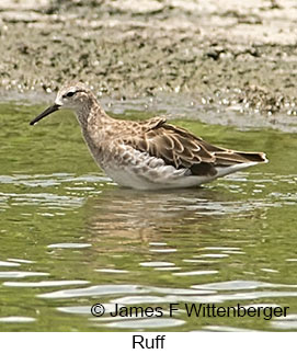 Ruff - © James F Wittenberger and Exotic Birding LLC