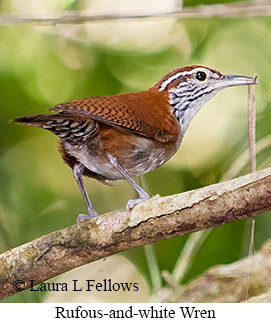 Rufous-and-white Wren - © Laura L Fellows and Exotic Birding LLC