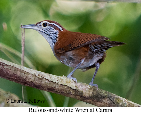 Rufous-and-white Wren - &copy; James F Wittenberger and Exotic Birding LLC