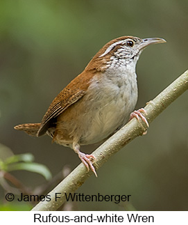 Rufous-and-white Wren - © James F Wittenberger and Exotic Birding LLC Rufous-and-white Wren - © James F Wittenberger and Exotic Birding LLC