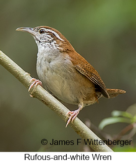 Rufous-and-white Wren - © James F Wittenberger and Exotic Birding LLC Rufous-and-white Wren - © James F Wittenberger and Exotic Birding LLC